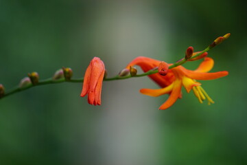 Obraz premium Crocosmia masoniorum (also called called the giant montbretia, Tritonia masoniorum) flower. Crocosmia are deciduous cormous perennials with erect, sword-shaped leaves and branched spikes of showy