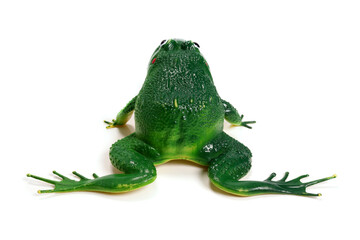 toy frog turned backwards isolated on white