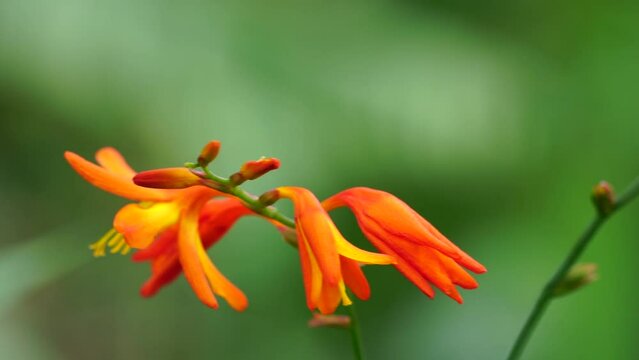 Crocosmia masoniorum (also called called the giant montbretia, Tritonia masoniorum) flower. Crocosmia are deciduous cormous perennials with erect, sword-shaped leaves and branched spikes of showy