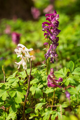 White and purple blossoms of hollow larkspur (Corydalis cava) growing in a springtime forest