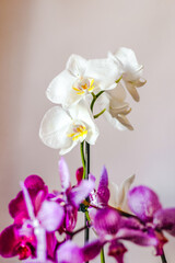 Fototapeta na wymiar Branch of blooming purple orchid close-up, phalaenopsis.