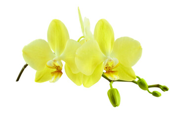 Orchid sprig with yellow flowers and buds isolated on transparent background.