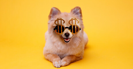 Smiling dog in funny glasses on trendy blue background. Free space for text.