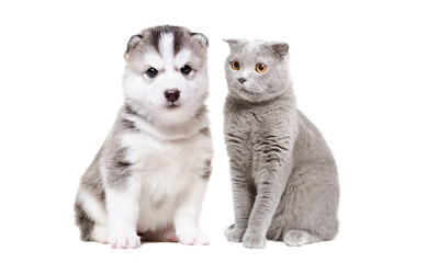 Cute siberian husky puppy and gray cat scottish straight sitting together isolated on white background
