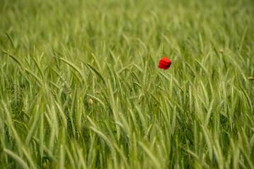 Small red poppy flower (Papaver rhoeas) growing in a green barley field in spring