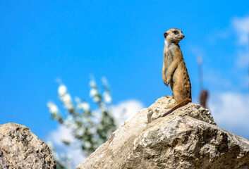 meerkat on the rock - Powered by Adobe