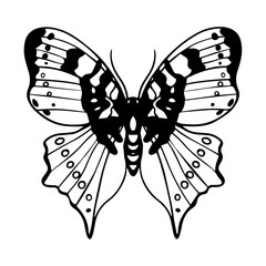 Decorative trendy graphic tattoo sketch of butterfly. Cut out hand drawn buttefly silhoette