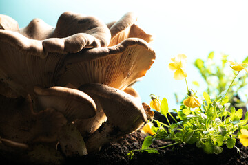 Bottom view of  big white mushrooms
