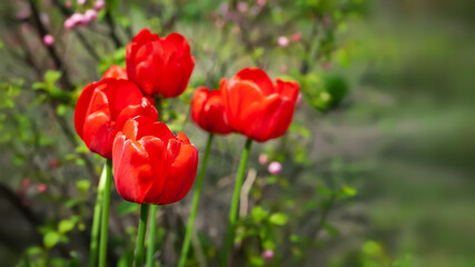 Red tulips. Group of red tulips. Garden plants. Selective focus