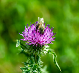 Beautiful wild flower winged bee on background foliage meadow