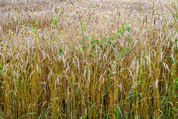 Photography on theme big wheat farm field for organic harvest