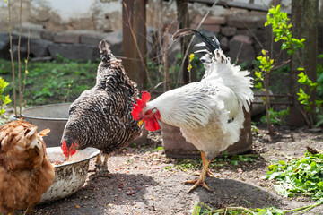 Rooster and chickens. White rooster and chickens for feeding