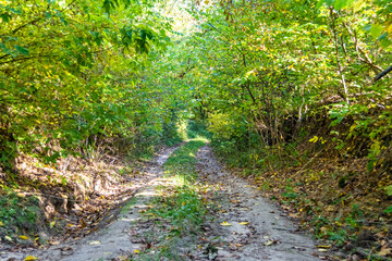 Photography on theme beautiful footpath in wild foliage woodland