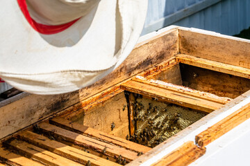 Winged bee slowly flies to beekeeper collect nectar on private apiary