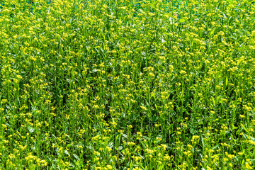 Photography on theme fine wild growing flower mustard on background meadow