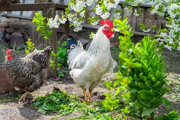 White rooster. Rooster and chickens graze among the flowers in the garden