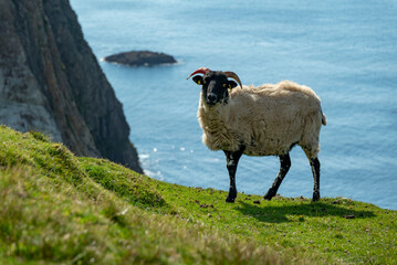 Sheep standing on the coast of Donegal, with the blue Atlantic Ocean in the background, Ireland