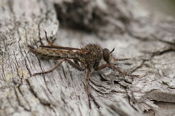 Closeup of the hairy Brown heath rob rfly , Tolmerus cingulatus, sitting on dry wood - obrazy, fototapety, plakaty