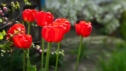 Red tulips. Tulips close up. Spring garden plants. Selective focus
