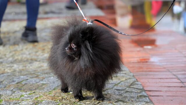 A black  small dog in street