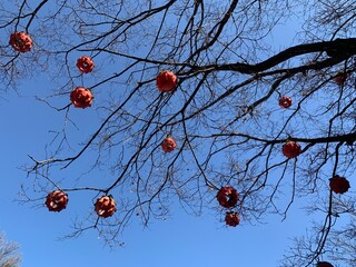 불교 연등, 한국, 사찰, 절 Buddhist Lotus Lantern, Korea, Temple, Section