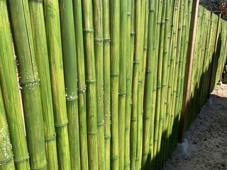 대나무, 담장, 한국 bamboo, wall, Korea