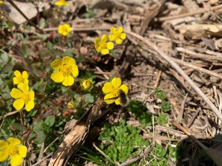 봄에 피는 들꽃, 노란꽃 wild flowers blooming in spring, yellow flowers