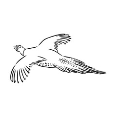Hand drawn of an pheasant, sketch. Vector illustration isolated on a white background.