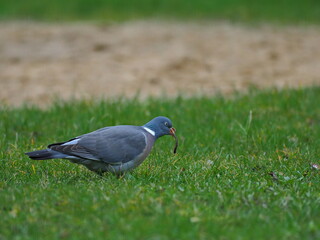 Wood pigeon eating aworm