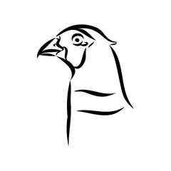 Hand drawn of an pheasant, sketch. Vector illustration isolated on a white background.