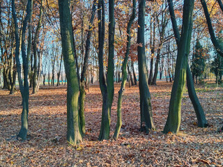 Autumn trees in the park landscape 