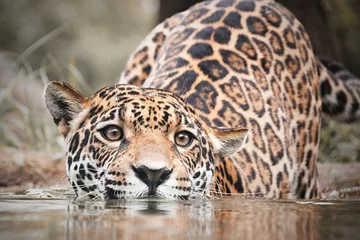 Foto op Plexiglas jaguar in zoo © AK TriColor Photo