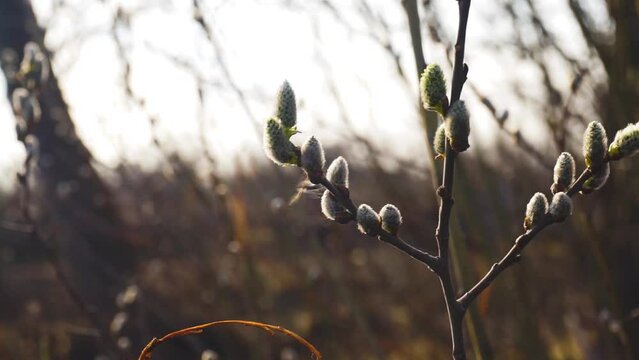 Blooming buds on a branch in spring