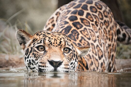 jaguar in zoo