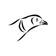 Hand drawn of an pheasant, sketch. Vector illustration isolated on a white background.