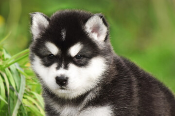 Puppy Alaskan Malamute black and white color sits in the spring in the green grass in the park close-up