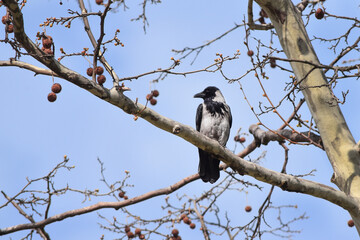The hooded crow (Corvus cornix) also called hoodie or gray crow is a Eurasian bird species in the genus Corvus. Grey crow sits on dry tree branch against blurred forest background in winter time.