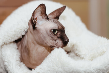 Bald cat of the Canadian Sphynx breed covered with a whip.