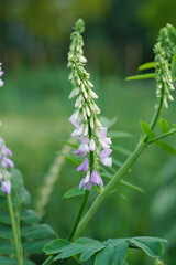 Closeup on the emerging purple flowers of Goat's rue or Italian fitch, Galega officinalis, a pharmaceutical plant