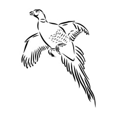 Hand drawn of an pheasant, sketch. Vector illustration isolated on a white background.