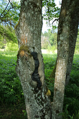Crucifix in the wood, old cemetery in abandoned village Lupkow in Bieszczady Mountains, Poland