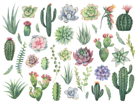 Watercolor  set of cacti and succulent plants, botanical painting.. Design for wedding invitation, postcard, scrapbooking, photos, blogs, wreaths, packaging, greeting cards, textiles...