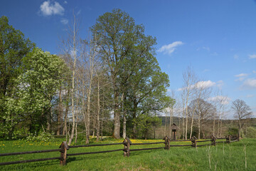 Obraz premium Old cemetery in former, abandoned village - Dzwiniacz, Bieszczady Mountains, Poland 
