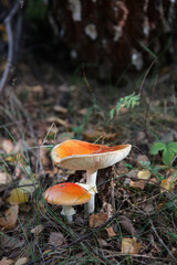 Fly agaric - Amanita muscaria, red mushroom, Poland