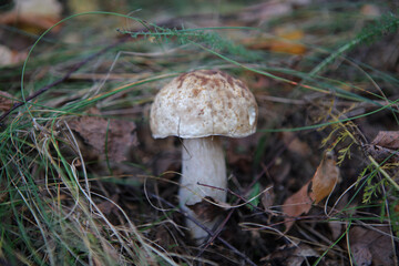 Cep mushroom in the forest, Bieszczady Mountains, Poland