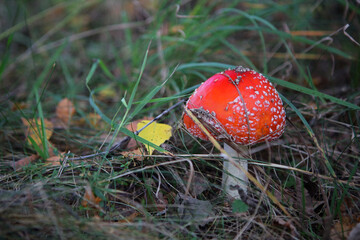 Fly agaric - Amanita muscaria, red mushroom, Poland
