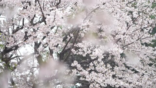 満開のさくらに雨が降る様子