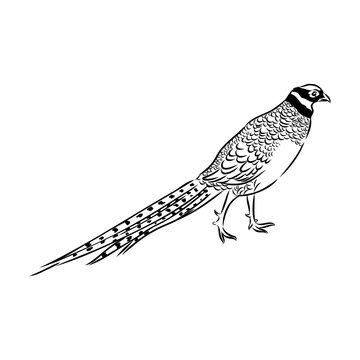 recommend clip art: Hand drawn of an pheasant, sketch. Vector illustration isolated on a white background.