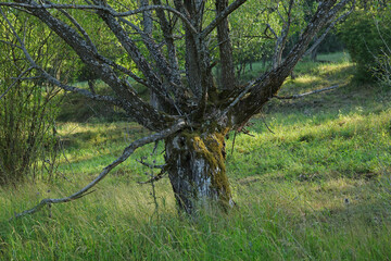 Landscape of former abandoned village Lupkow in Bieszczady Mountains, Poland