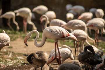 stado flamingów różowych nad sadzawką © Henryk Niestrój